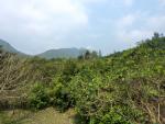 20100319_mcleose_victoriaPeak