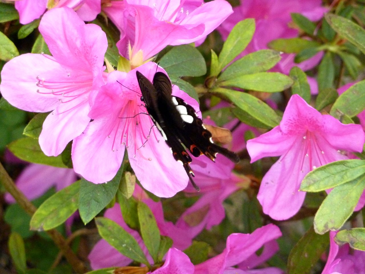 P1040823