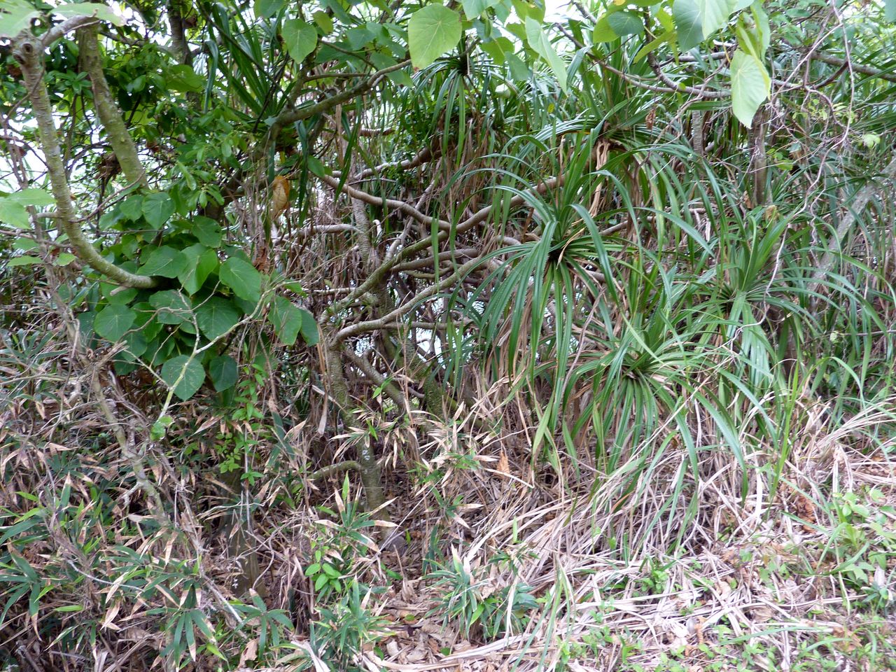P1050186