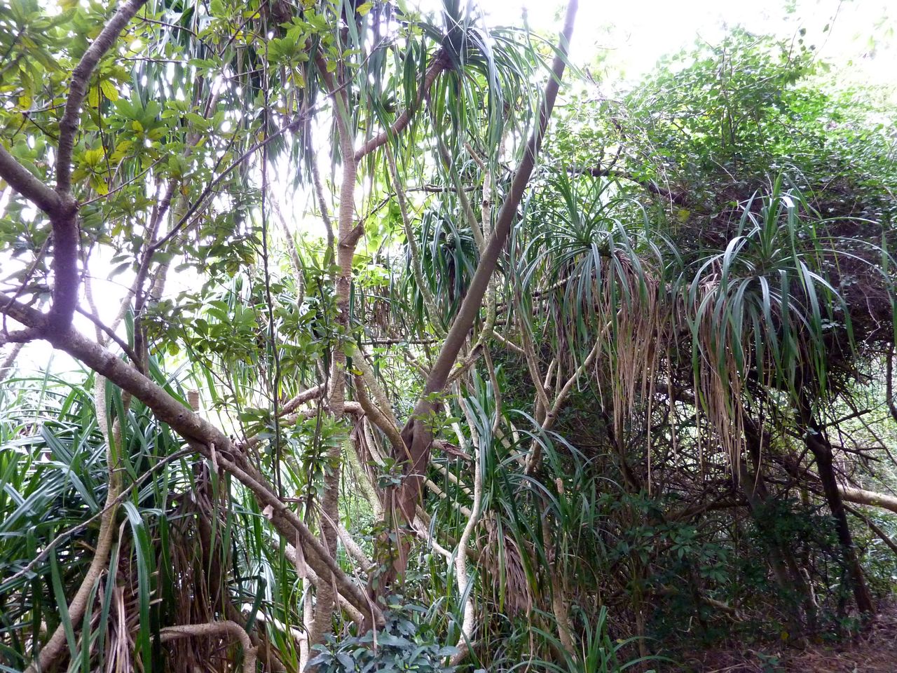 P1050226